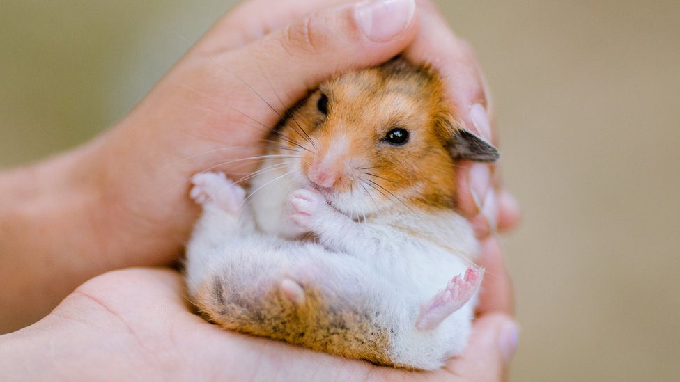 Bonding with Your Hamster: Tips and Tricks for Building a Strong Relationship