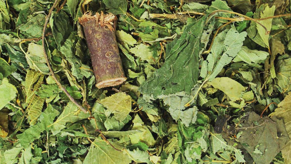 JR Farm - Forest's Secret 100g