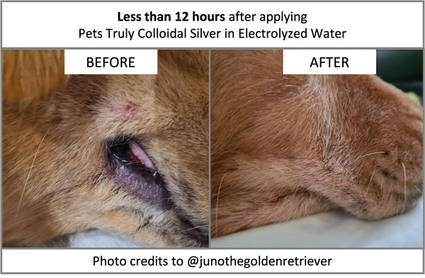 Pets Truly Colloidal Silver 100ml Spray