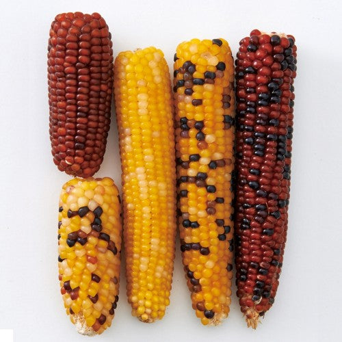 Marukan Mini Biting Corn for Small Animals 180g (4pcs)