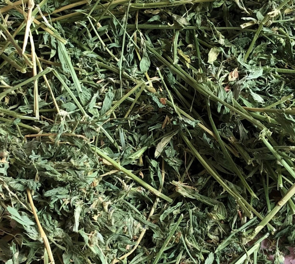 Alfafa Hay (500g)