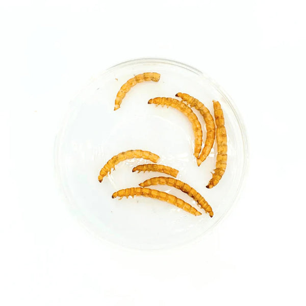 Nature Grains! Mealworm (550ml)